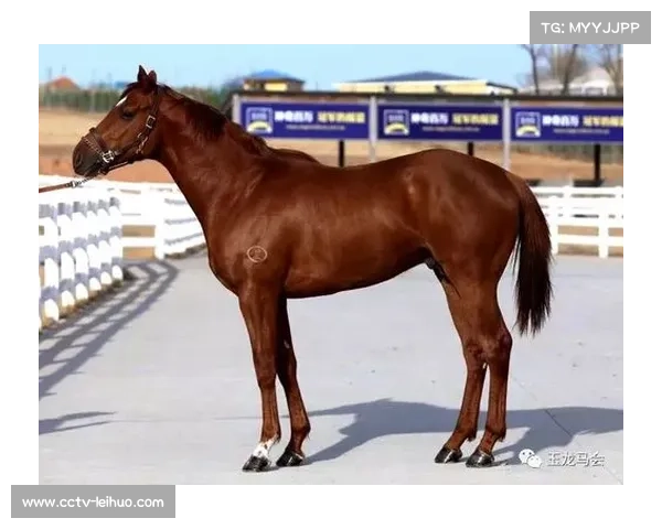 西藏马产业政策加强支持推动传统赛马与现代马术融合发展规划公示